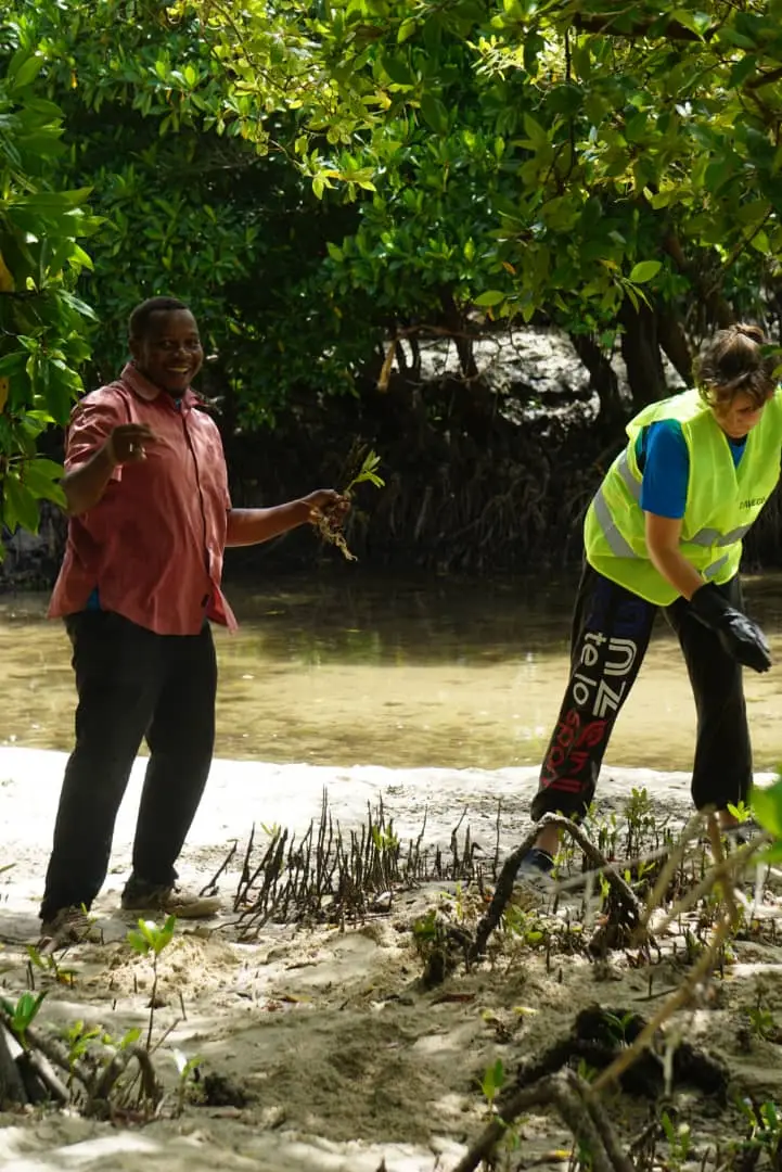 Cleaned intertidal zone showing healthy mangrove roots
